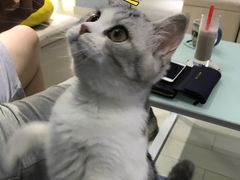 -喵的天空名猫咖啡馆·撸猫·猫舍·用品