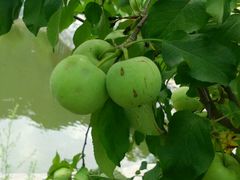 -水韵湾生态农庄