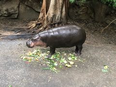 -清迈夜间动物园