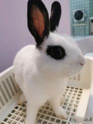 -Moni星球萌宠·小马宝莉·灵蛇·高端高阶全萌宠互动体验俱乐部(红豆国际广场店)