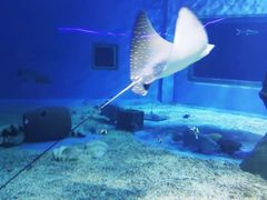 -北戴河圣蓝海洋公园