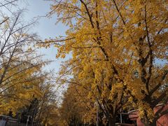 -三里屯东五街银杏大道