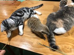 -藦茜花园宠物主题亲子互动体验馆(国顺东路店)