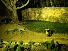 -清迈夜间动物园
