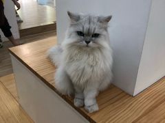 -李小姐の猫咖啡馆(五角场店)
