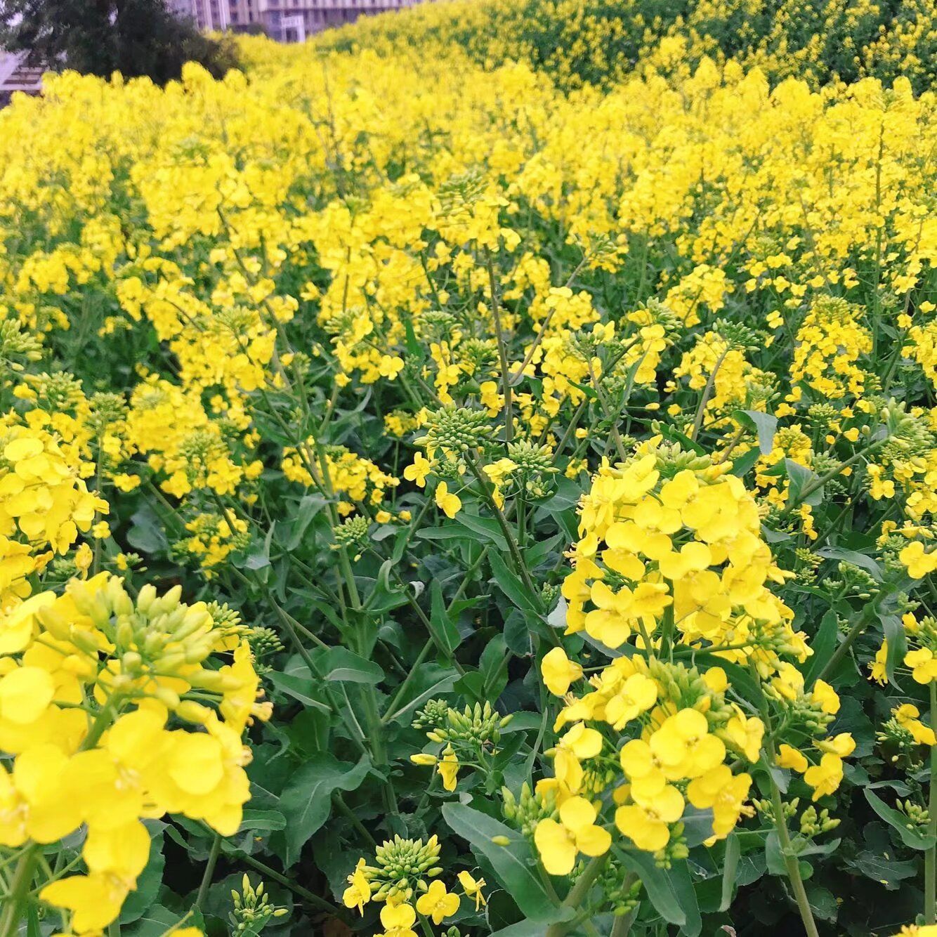 油菜花开,记录乡村之美