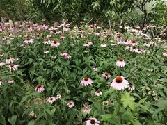 -大兴滨河森林公园