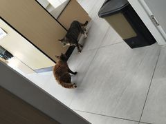 -瑞派蒂凯宠物医院·免疫点·宠保定点