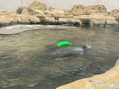 -秦皇岛乐岛海洋王国