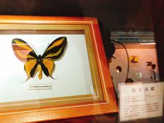 -上海大自然野生昆虫馆(东方明珠·爬宠昆虫探索中心)