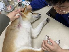 -爱侣·安琦尔宠物医院·中兽医针灸·心内科·狂犬免疫点(宝山区院)