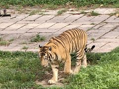 -深圳野生动物园