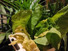 时蔬双拼-润园四季椰子鸡火锅(海上世界店)