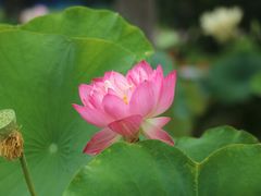 -莲花池公园