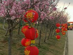 -天适樱花悠乐园