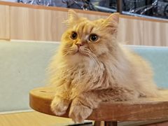 -MOCHA明星猫咖(田子坊店)