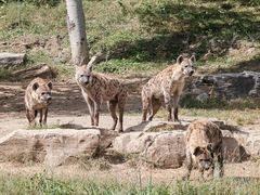 -北京野生动物园