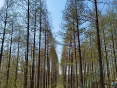 -黄海国家森林公园
