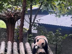 -都江堰中华大熊猫苑