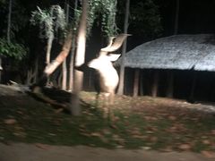 -清迈夜间动物园