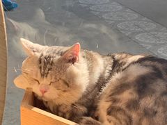 -more than meow吴止猫主题餐厅(承德 中船汇店)