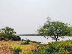 -华侨城湿地公园