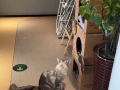 -御宝贝·A梦猫科宠物医院(国际猫友好医院)