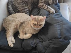 -A猫a狗全科·犬猫异宠·芥西宠物医院(南开总院)