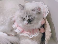 -怪兽屋·羊驼·猫咖·狗咖(俊华广场店)