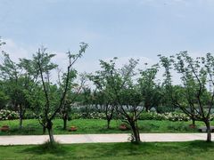 -杭州湾海上花田景区