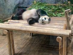 -深圳野生动物园