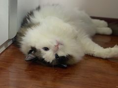 -纳吉亚猫专科动物医院(康都外科中心)