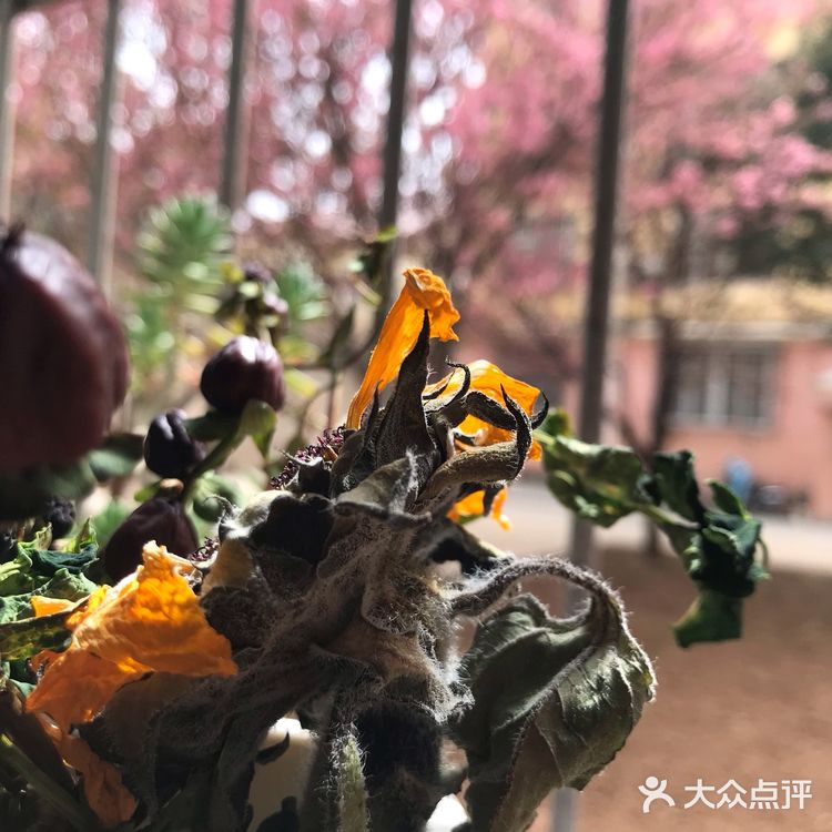 最好的踏青去处就去取快递的路了吧