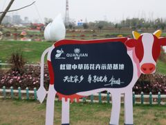 -荷兰花海