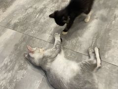 -楼上猫咖(罗湖店)