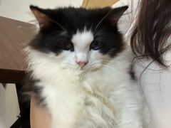 -楼上猫咖(罗湖店)