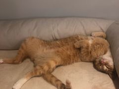 -Cappucimeow猫咪咖啡馆(韦伯时代店)