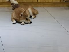 -柴源莊·柴小宠柴犬咖啡