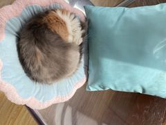 -Sweet cat·星愿猫咖(国贸大厦店)