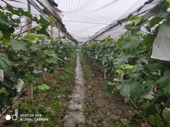 -马陆小张葡萄园农家乐