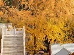 -遵化市禅林寺古银杏风景园