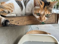 -Again Coffee Roaster(香蜜湖店)