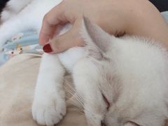 -十年猫舍·猫咪专门店(普陀店)