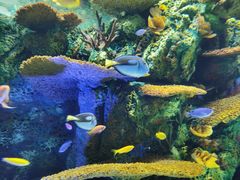 -上海海洋水族馆