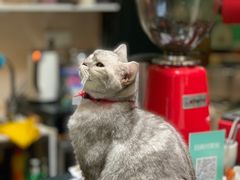 -猫色咖啡·猫咖