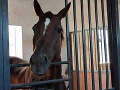 -北京群众马术培训基地