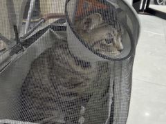 -安安宠医宠物医院·异宠·犬猫内科(岳阳分院)
