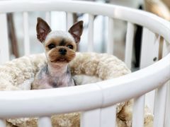 -鑫艺宠物美容培训学校