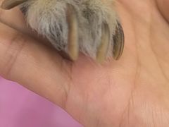 -北京观赏动物医院·24小时大型综合·猫专科·异宠专科