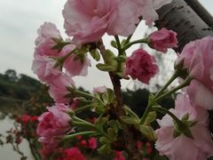 -观澜湖生态运动公社
